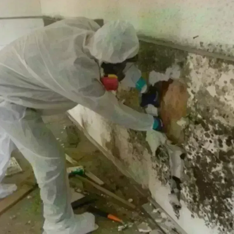 Mold Remediation and Removal in Kenly, NC